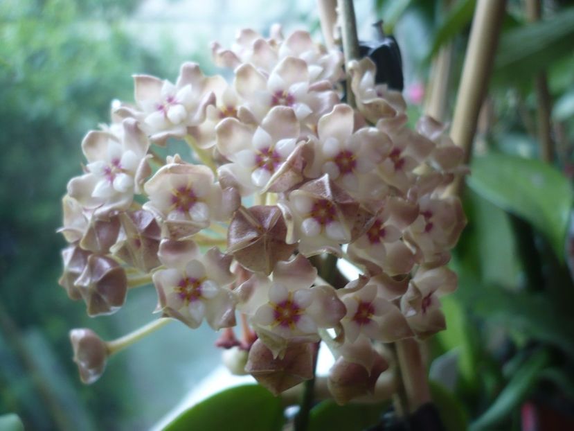 P1410495 - HOYA 2019