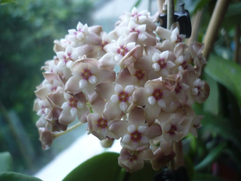 P1410498 - HOYA 2019