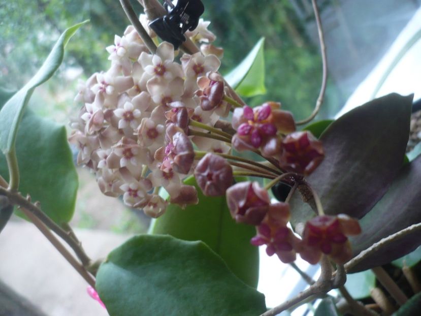P1410500 - HOYA 2019