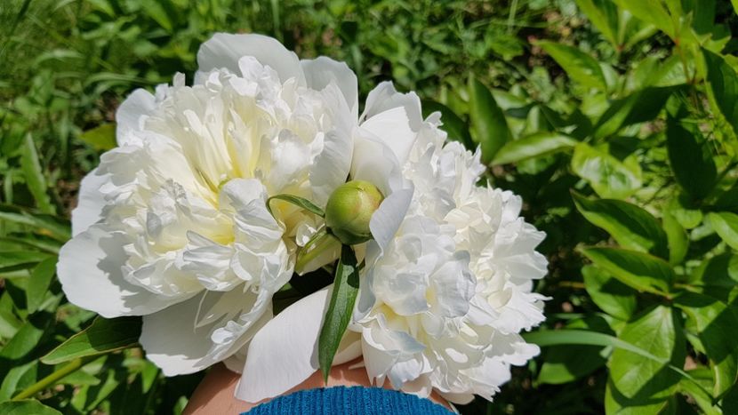 Trebuia Pink Suprem Anthesis - 2019 Bujori