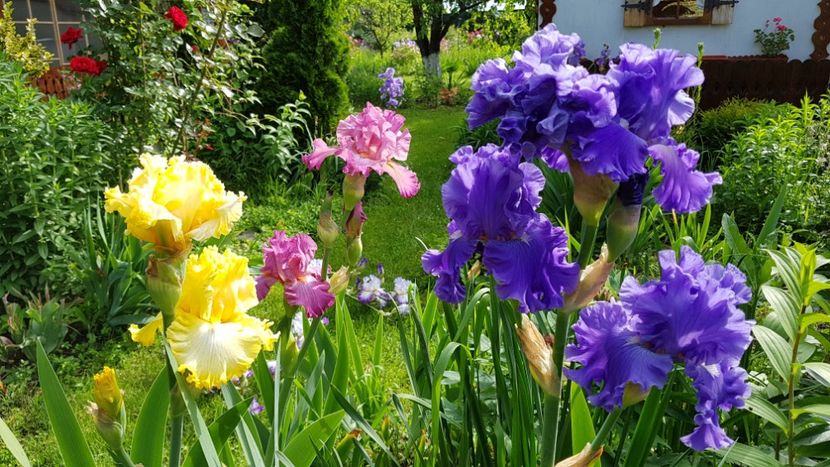  - 2019 Gradina Pridvor
