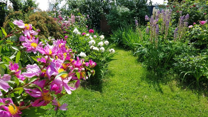  - 2019 Mai Idilic Garden