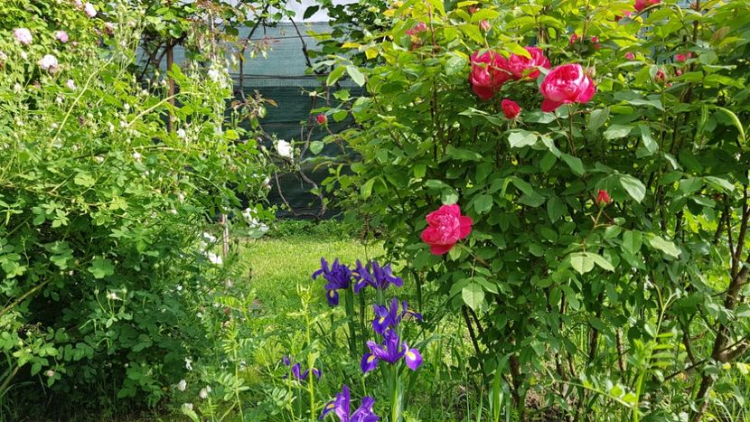  - 2019 Mai Idilic Garden