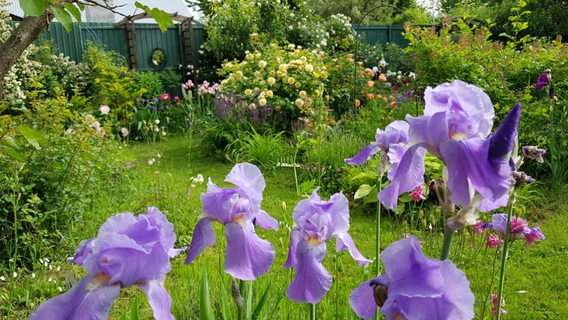  - 2019 Mai Idilic Garden