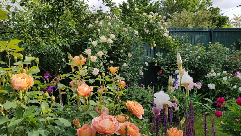  - 2019 Mai Idilic Garden