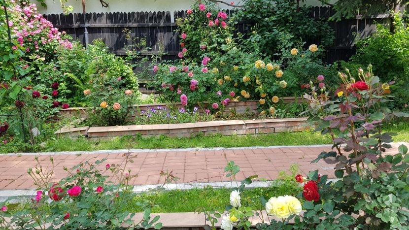  - 2019 Gradina Rozelor