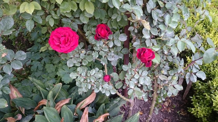  - Flori si trandafiri 2019 -1