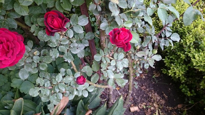  - Flori si trandafiri 2019 -1