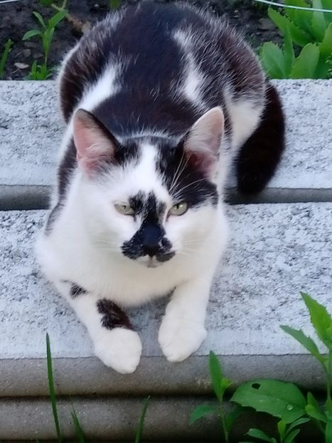  - Micile mele feline 2018