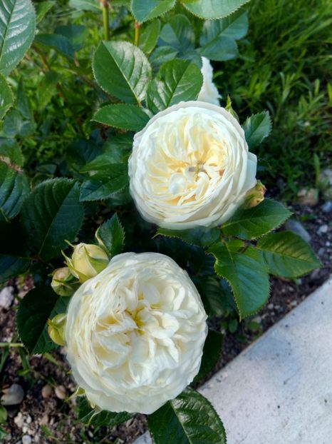 P_20190522_104318_vHDR_On - Trandafiri