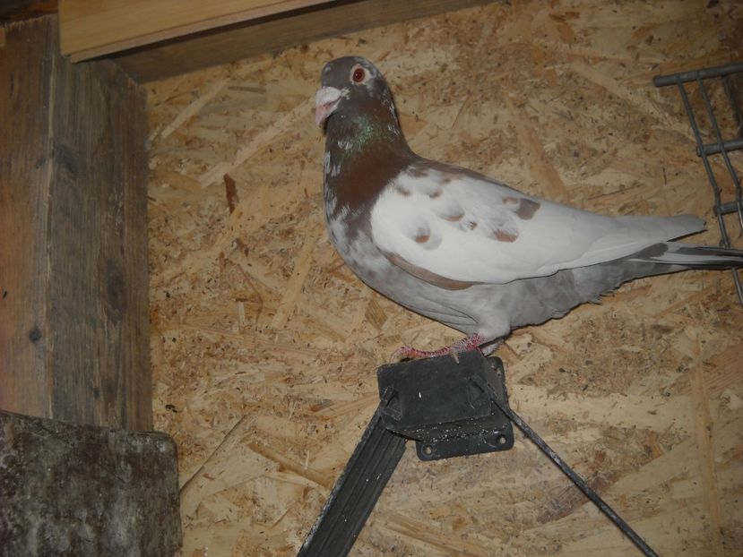  - UNDEVA IN SUCEAVA arhiva