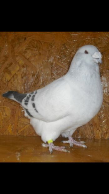 2400 un mascul cu calități - AMINTIRI