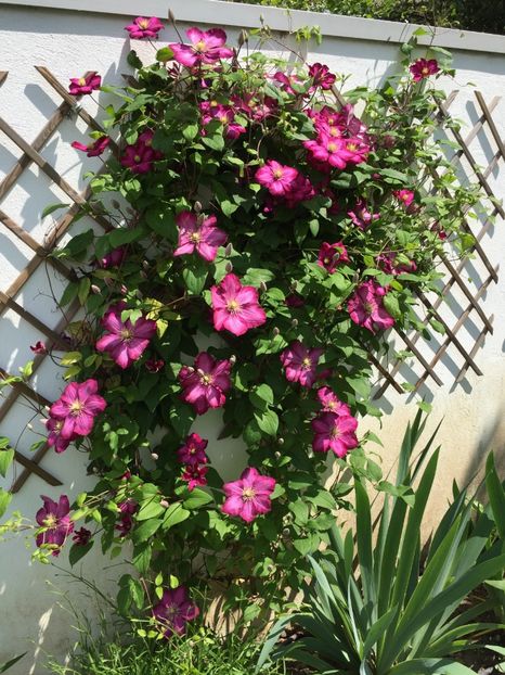 D1178BD1-469B-42A1-A7A0-59A662BBB30E - GRADINA 2019