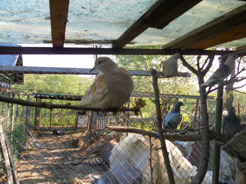 SAM_0439 - 91 TURTURELE