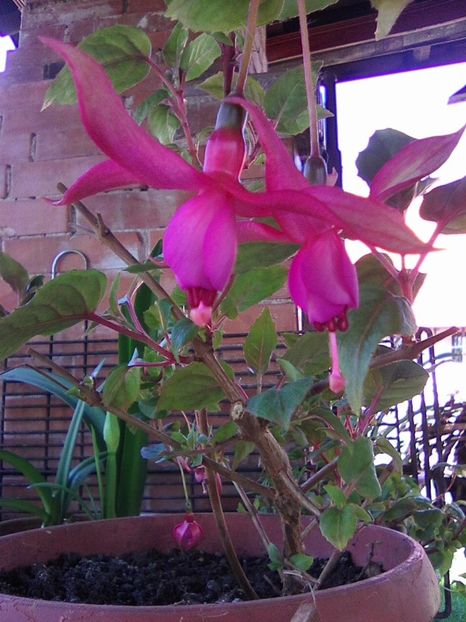 Photo0802 - Fuchsia 2019