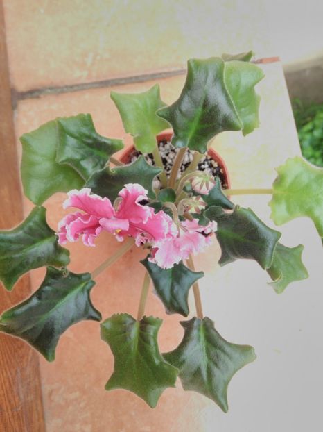 24 mai 2019 - LE Whipped Cream Sp