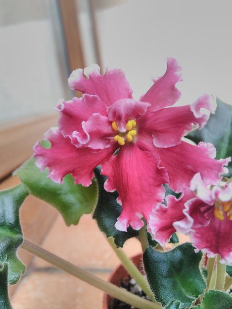 24 mai 2019 - LE Whipped Cream Sp