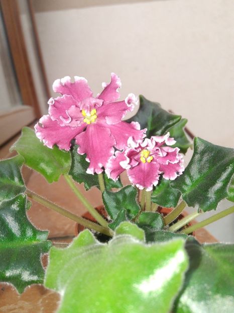 24 mai 2019 - LE Whipped Cream Sp