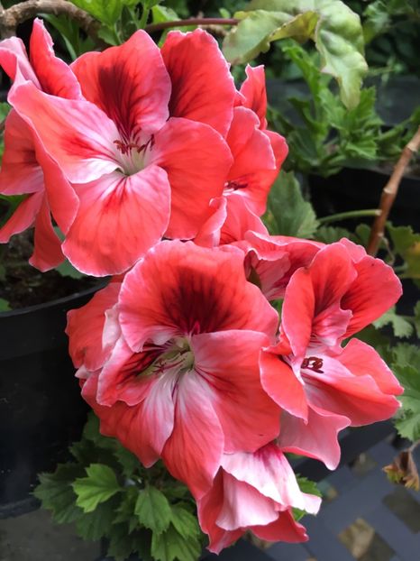 9DD5E490-56F3-4365-8D31-D23898F11B1A - 2019