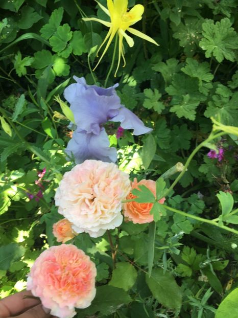 7C410AC2-8F4D-49BB-926C-2942ED28DB9B - Mai 2019