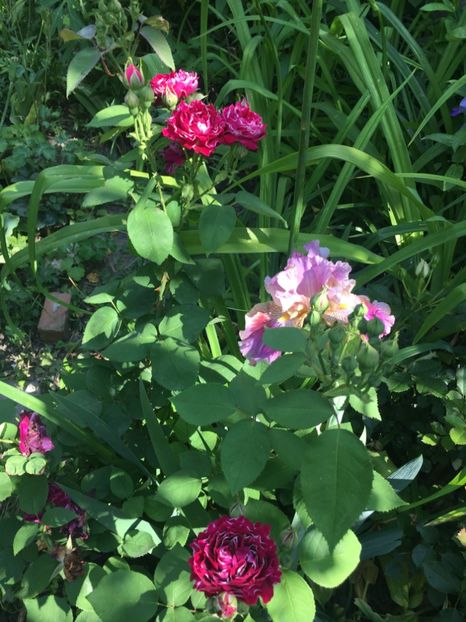 7F200ADD-1284-4944-B1C2-6C449A7D7D2D - Mai 2019