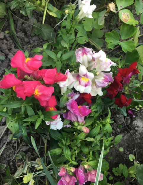 5FFABF39-9262-4512-B779-04B114FAC0AE - Mai 2019