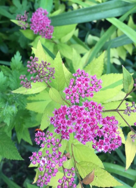 646F45FF-FCCF-48F2-B93C-6A9E3BBCFCA9 - Mai 2019