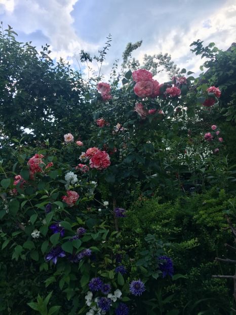 AFCDEF73-EE50-4F72-9D4D-50D8B2F0534D - Mai 2019