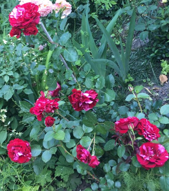 69183CF6-C6BA-4521-B761-4C0A5E690160 - Mai 2019