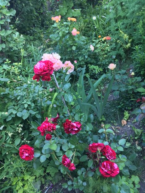 787FA130-B2EB-4DD3-AC87-6A1A64B271C4 - Mai 2019