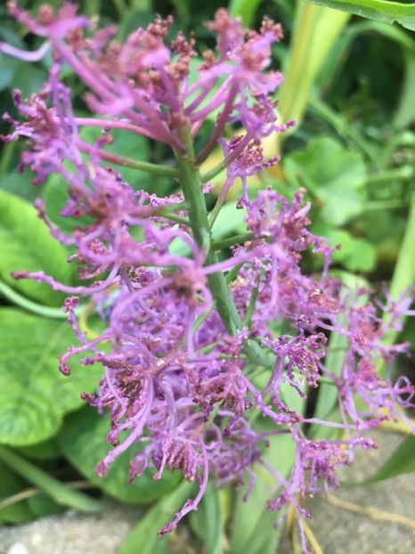 E2BD0AA0-F8FD-472B-ABB0-AE718BBFB0AD - Mai 2019