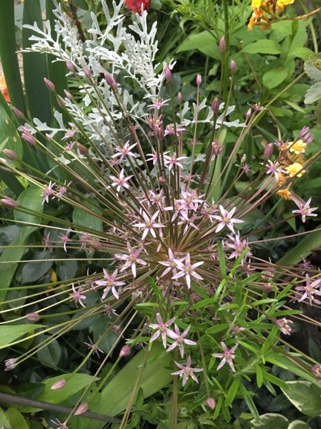 7C5B8BB3-BBDD-4A7B-AB8F-0651BF817E44 - Mai 2019