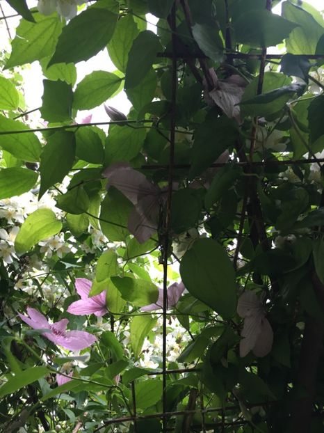 9AC872D8-7F8B-48F2-832C-2B1CA7206CD9 - Mai 2019