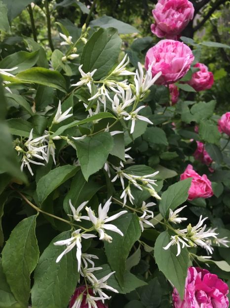 463B567D-BE34-4F02-915C-264E9325F403 - Mai 2019