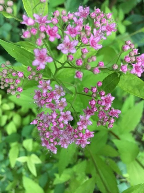 511DA08C-3333-4FE4-9BAC-EA7006D4CE67 - Mai 2019