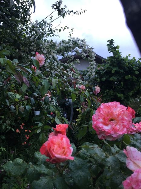 F0D2ECB0-3A1B-42DF-80AF-91E3C87049BA - Mai 2019