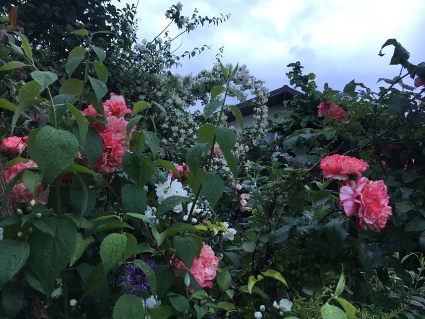 FBB2211B-75AF-48C2-86DB-FADA1D3819EC - Mai 2019