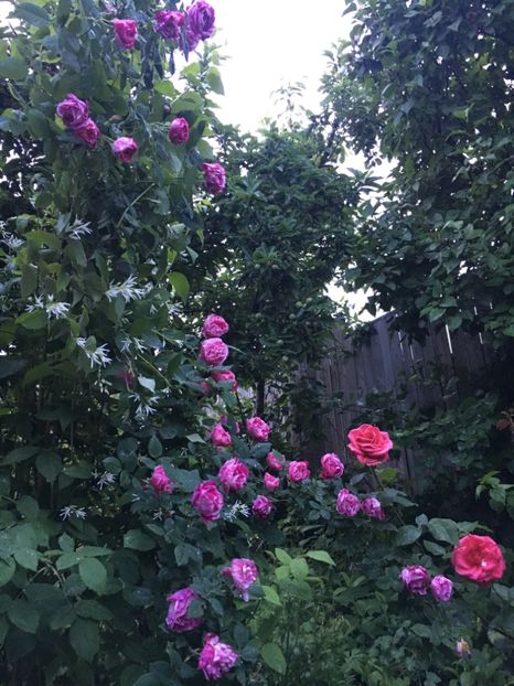 C47D441E-7F3E-47EB-AC0A-758863077F22 - Mai 2019