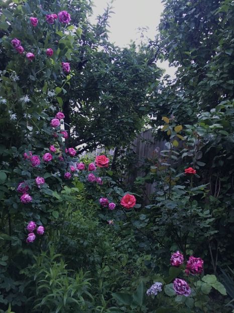 51A4D300-0D48-48CA-B619-A9325663A4CF - Mai 2019