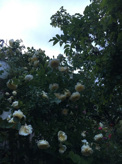 8F881BAF-5208-4EA1-8F35-EBF06E5489BF - Mai 2019