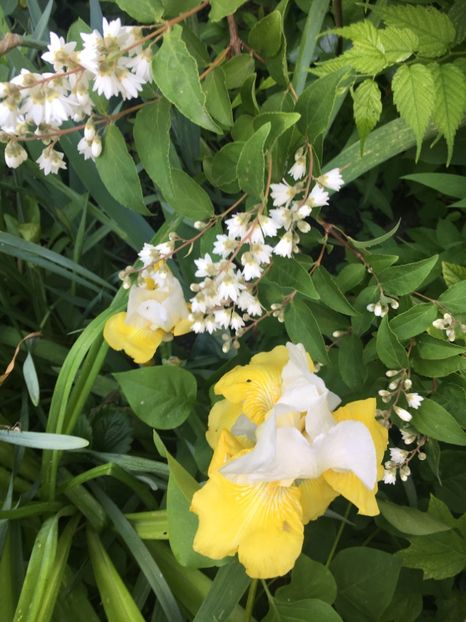 ECBBABEB-4EE2-413A-9D11-591C7A3FE6E7 - Iriși 2019 2024