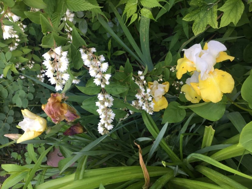 CCC1E3C5-E89F-4928-BB63-C10CAE85CD34 - Iriși 2019 2024