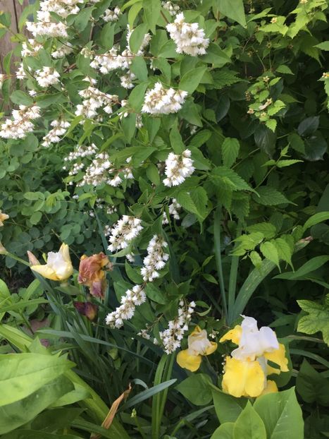 2F065AB8-956F-42CF-99A2-BCD0B54240B1 - Iriși 2019 2024