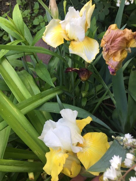 DD97467F-548A-46E4-9341-D2518C777922 - Iriși 2019 2024