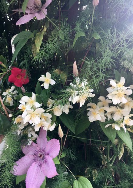 1599C47E-34B6-40D9-A54B-8896DC07A23D - Clematite 2019