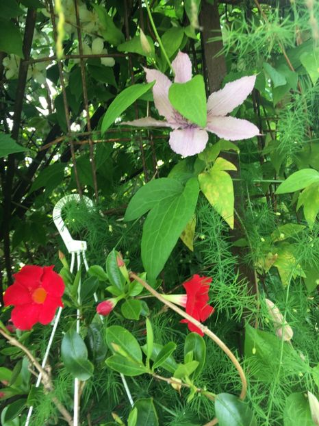 131C690E-87F1-4921-B7EE-6A0EE10F46EB - Clematite 2019