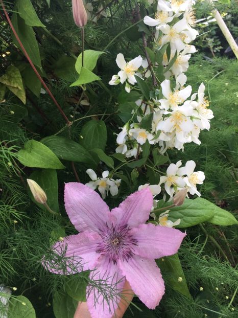 7C98448A-C16B-42F8-B531-E68AD929B639 - Clematite 2019