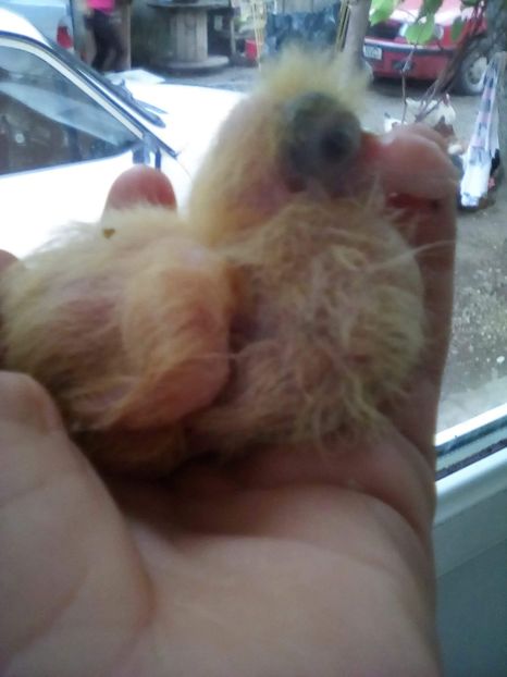 Agh - Tineret AGH 2019