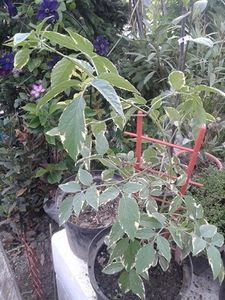 Soc variegat la ghiveci - w Produse livrate