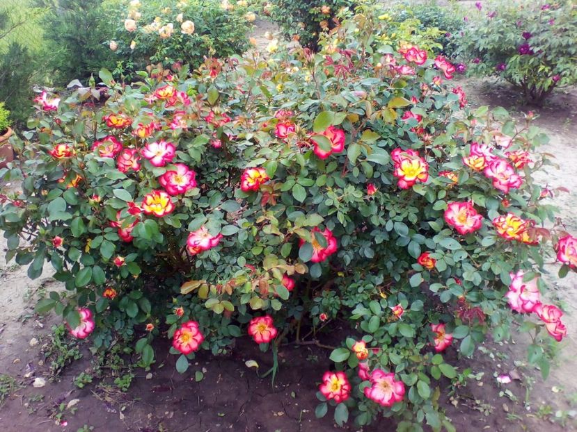  - curtea cu toate cele 2019